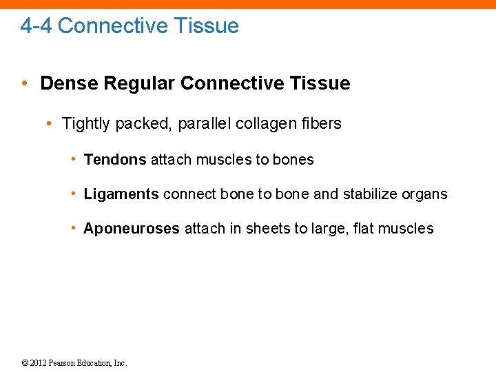 4 -4 Connective Tissue • Dense Regular Connective Tissue • Tightly packed, parallel collagen