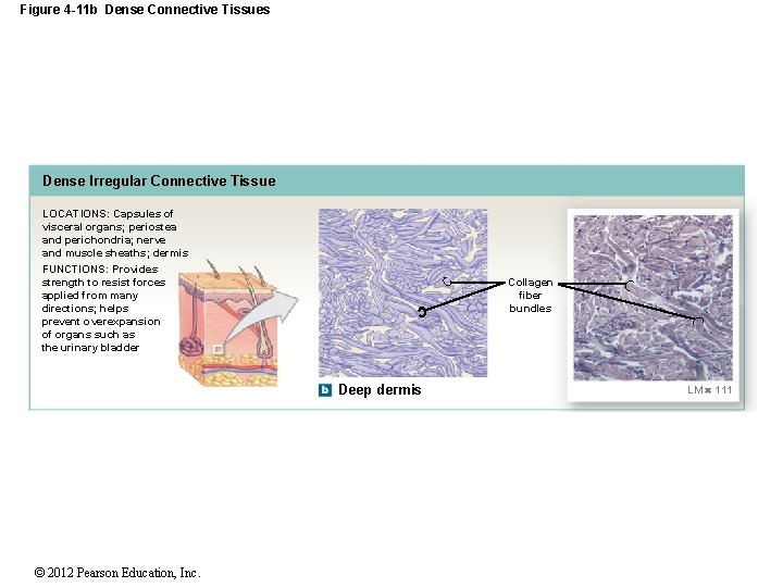 Figure 4 -11 b Dense Connective Tissues Dense Irregular Connective Tissue LOCATIONS: Capsules of