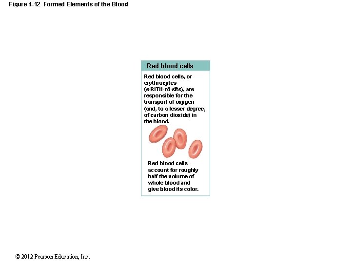 Figure 4 -12 Formed Elements of the Blood Red blood cells, or erythrocytes (e-RITH-ro-sıts),