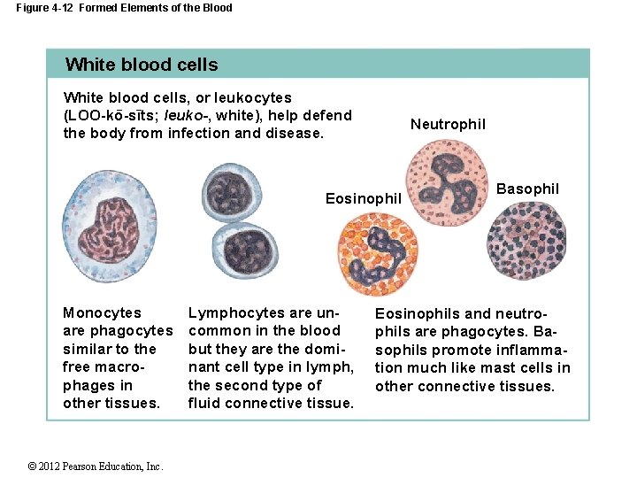 Figure 4 -12 Formed Elements of the Blood White blood cells, or leukocytes ¯