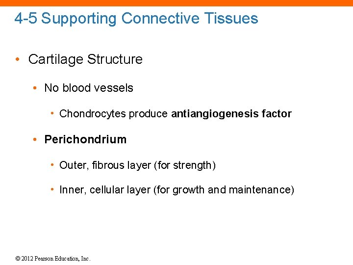 4 -5 Supporting Connective Tissues • Cartilage Structure • No blood vessels • Chondrocytes