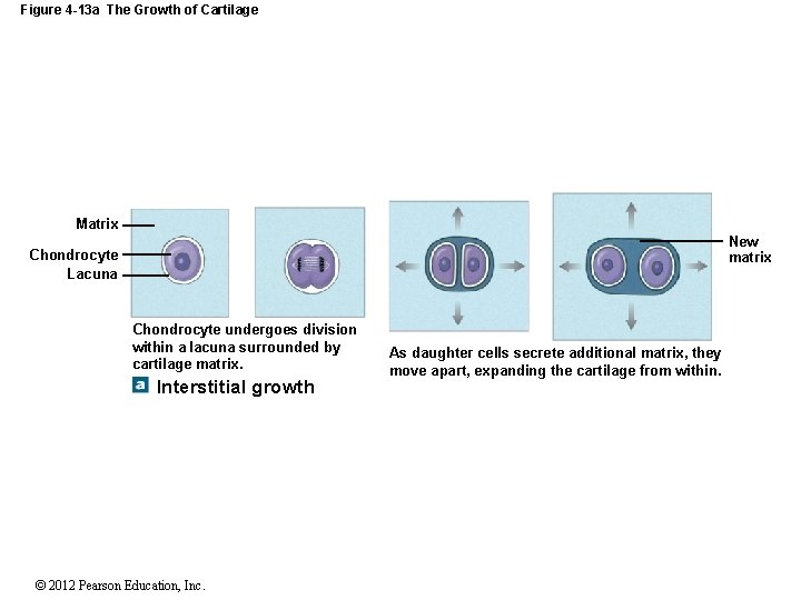 Figure 4 -13 a The Growth of Cartilage Matrix New matrix Chondrocyte Lacuna Chondrocyte