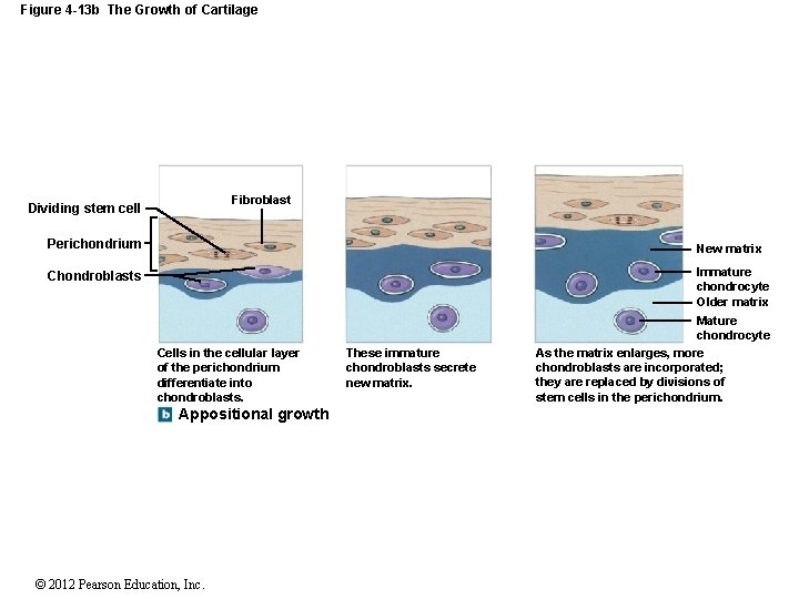 Figure 4 -13 b The Growth of Cartilage Fibroblast Dividing stem cell Perichondrium New