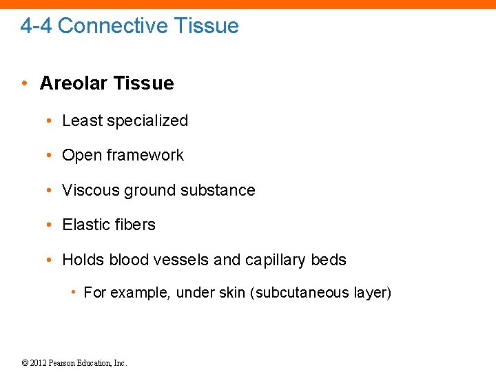 4 -4 Connective Tissue • Areolar Tissue • Least specialized • Open framework •