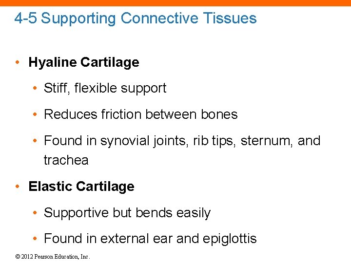 4 -5 Supporting Connective Tissues • Hyaline Cartilage • Stiff, flexible support • Reduces