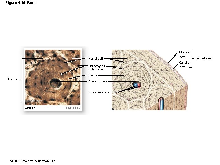 Figure 4 -15 Bone Canaliculi Osteocytes in lacunae Matrix Osteon Central canal Blood vessels