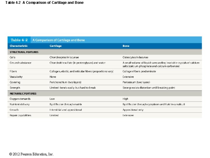 Table 4 -2 A Comparison of Cartilage and Bone © 2012 Pearson Education, Inc.