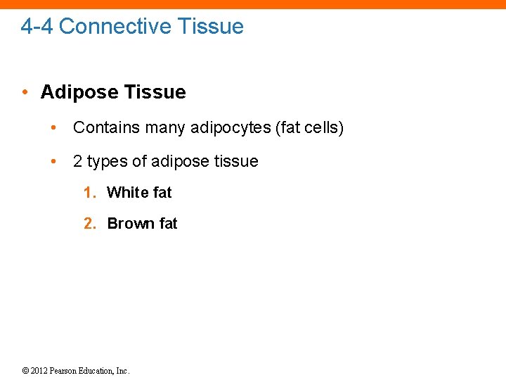 4 -4 Connective Tissue • Adipose Tissue • Contains many adipocytes (fat cells) •