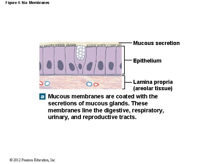 Figure 4 -16 a Membranes Mucous secretion Epithelium Lamina propria (areolar tissue) Mucous membranes