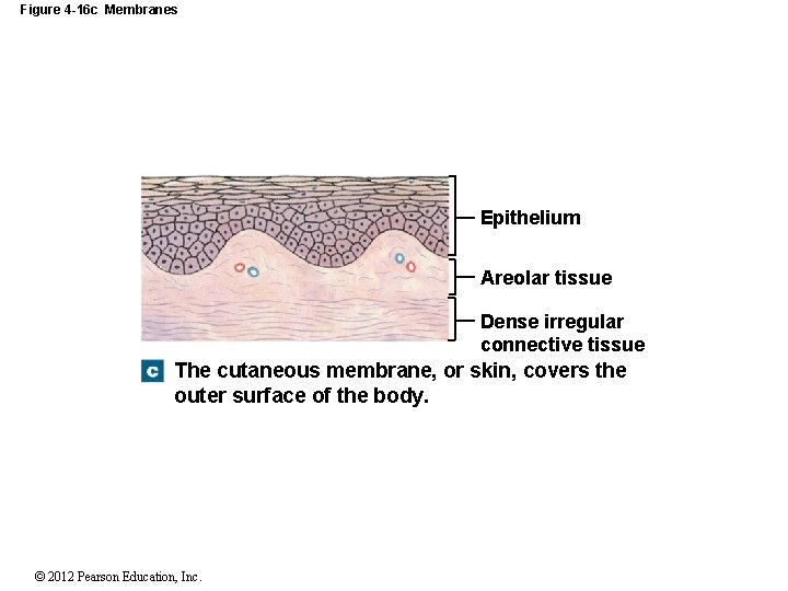 Figure 4 -16 c Membranes Epithelium Areolar tissue Dense irregular connective tissue The cutaneous