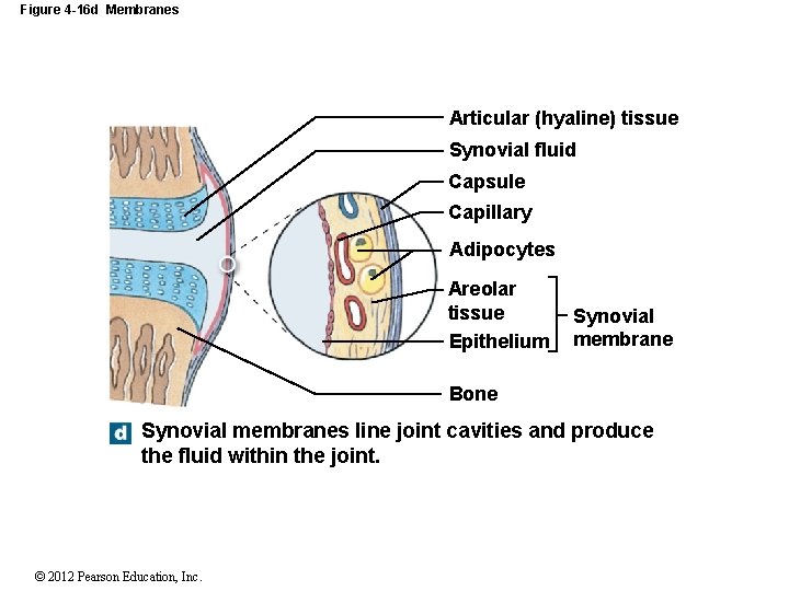 Figure 4 -16 d Membranes Articular (hyaline) tissue Synovial fluid Capsule Capillary Adipocytes Areolar