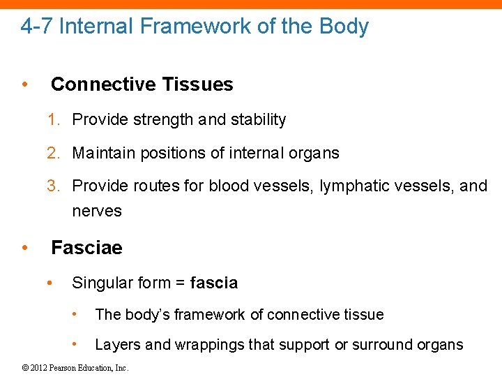 4 -7 Internal Framework of the Body • Connective Tissues 1. Provide strength and