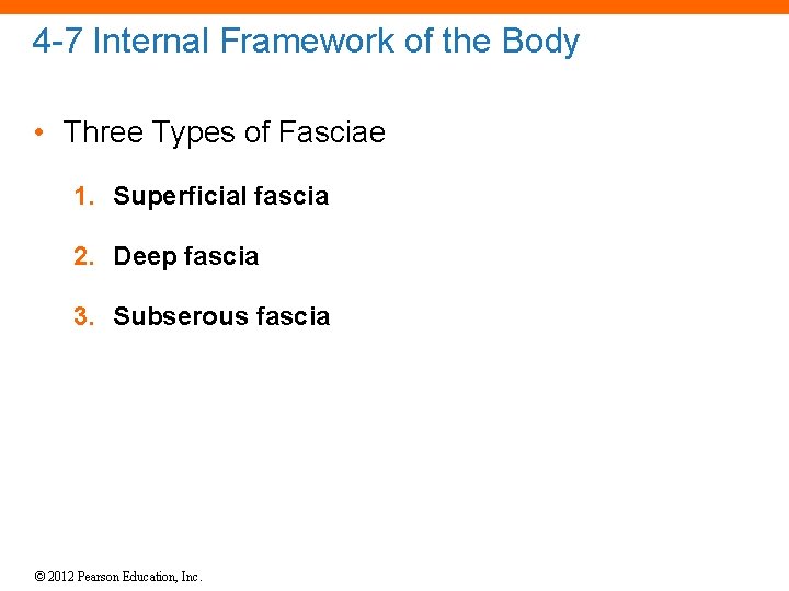 4 -7 Internal Framework of the Body • Three Types of Fasciae 1. Superficial