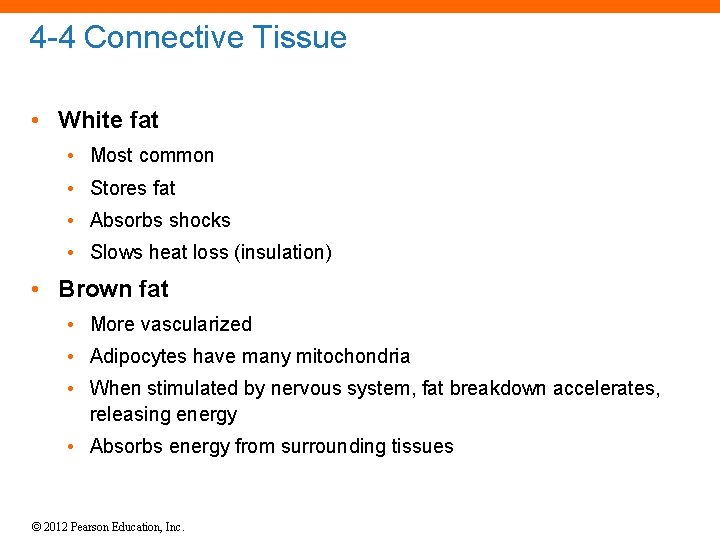 4 -4 Connective Tissue • White fat • Most common • Stores fat •