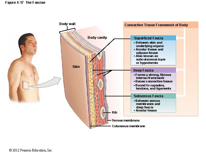 Figure 4 -17 The Fasciae Body wall Connective Tissue Framework of Body cavity Superficial