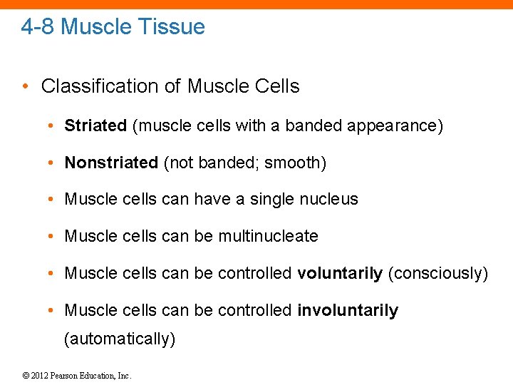 4 -8 Muscle Tissue • Classification of Muscle Cells • Striated (muscle cells with