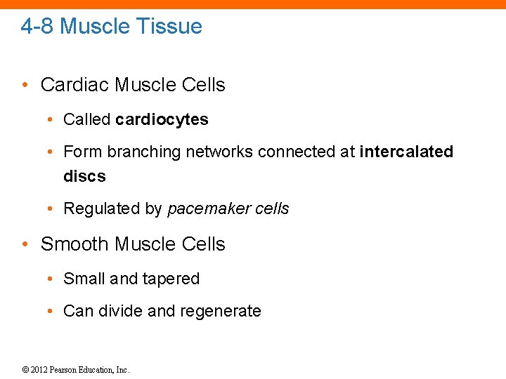 4 -8 Muscle Tissue • Cardiac Muscle Cells • Called cardiocytes • Form branching