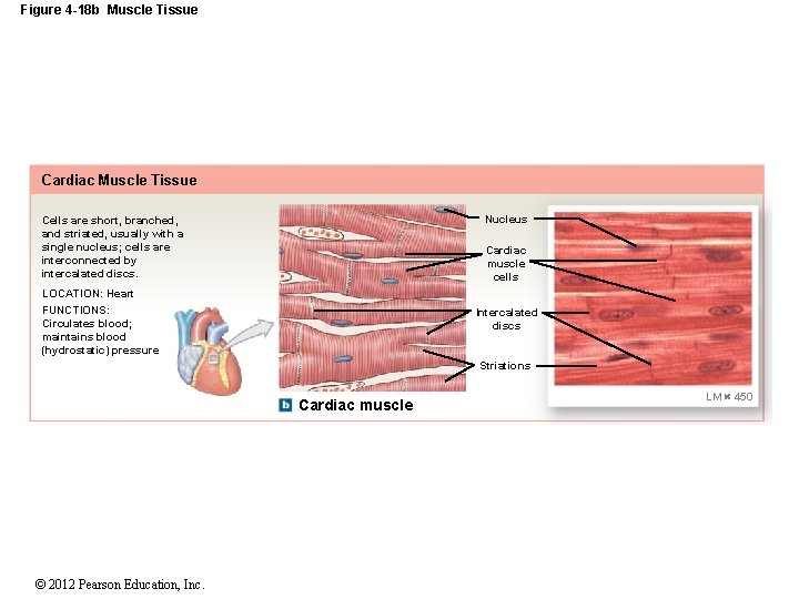 Figure 4 -18 b Muscle Tissue Cardiac Muscle Tissue Nucleus Cells are short, branched,