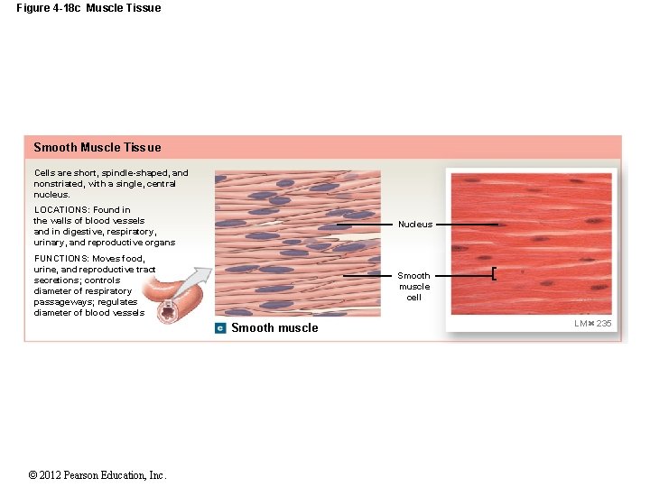 Figure 4 -18 c Muscle Tissue Smooth Muscle Tissue Cells are short, spindle-shaped, and