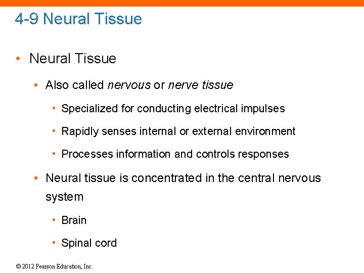 4 -9 Neural Tissue • Also called nervous or nerve tissue • Specialized for