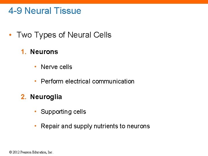 4 -9 Neural Tissue • Two Types of Neural Cells 1. Neurons • Nerve