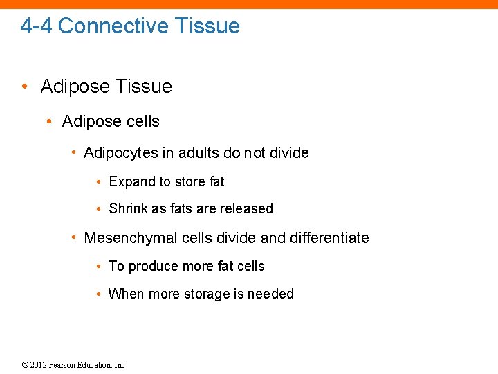 4 -4 Connective Tissue • Adipose cells • Adipocytes in adults do not divide
