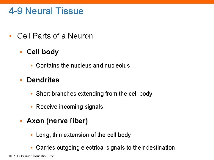 4 -9 Neural Tissue • Cell Parts of a Neuron • Cell body •