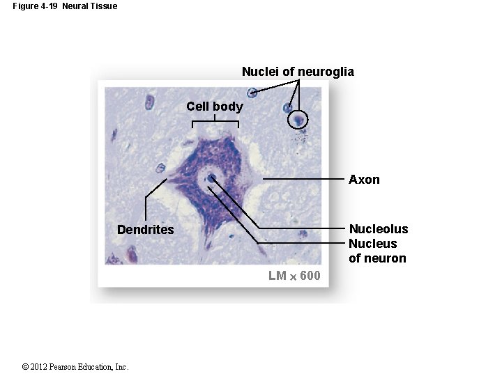 Figure 4 -19 Neural Tissue Nuclei of neuroglia Cell body Axon Nucleolus Nucleus of