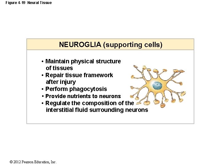 Figure 4 -19 Neural Tissue NEUROGLIA (supporting cells) • Maintain physical structure of tissues