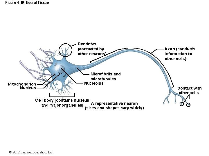 Figure 4 -19 Neural Tissue Dendrites (contacted by other neurons) Mitochondrion Nucleus Microfibrils and