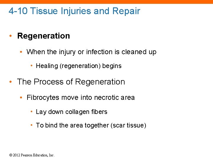 4 -10 Tissue Injuries and Repair • Regeneration • When the injury or infection