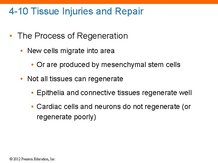 4 -10 Tissue Injuries and Repair • The Process of Regeneration • New cells