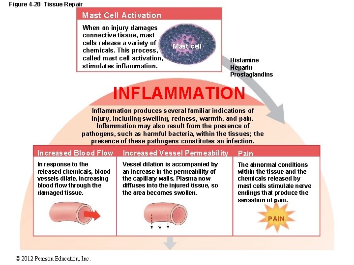 Figure 4 -20 Tissue Repair Mast Cell Activation When an injury damages connective tissue,