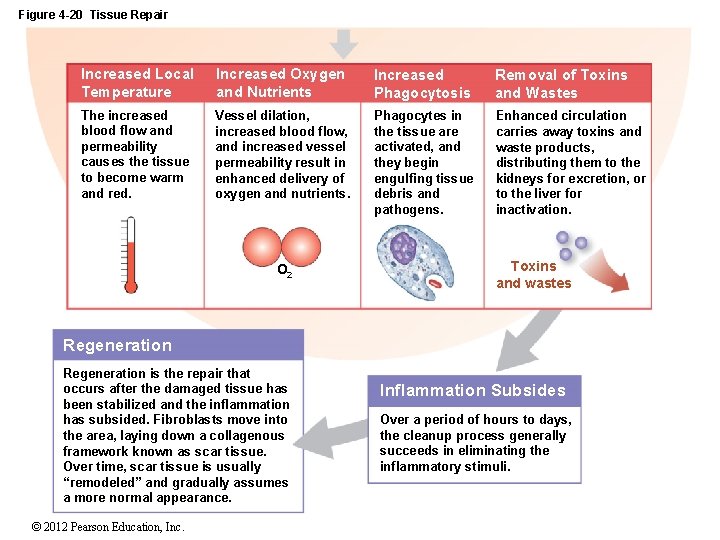 Figure 4 -20 Tissue Repair Increased Local Temperature Increased Oxygen and Nutrients Increased Phagocytosis