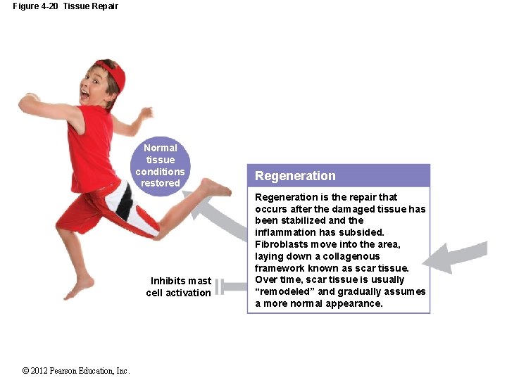 Figure 4 -20 Tissue Repair Normal tissue conditions restored Inhibits mast cell activation ©