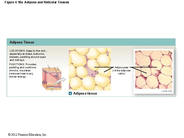 Figure 4 -10 a Adipose and Reticular Tissues Adipose Tissue LOCATIONS: Deep to the