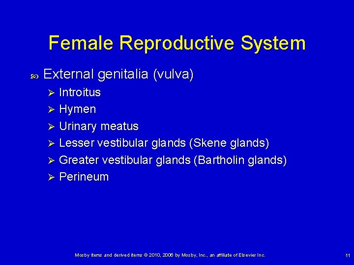 Female Reproductive System External genitalia (vulva) Introitus Ø Hymen Ø Urinary meatus Ø Lesser