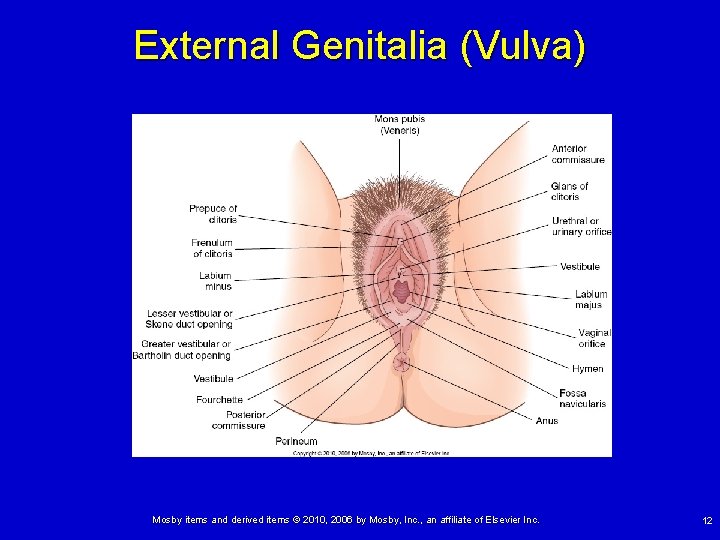 External Genitalia (Vulva) Mosby items and derived items © 2010, 2006 by Mosby, Inc.