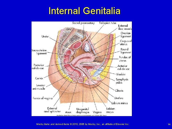 Internal Genitalia Mosby items and derived items © 2010, 2006 by Mosby, Inc. ,