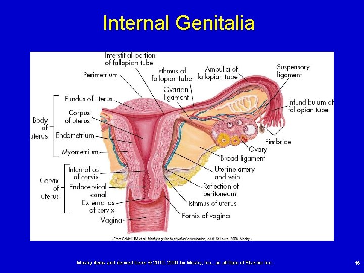 Internal Genitalia Mosby items and derived items © 2010, 2006 by Mosby, Inc. ,