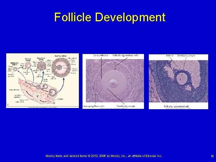 Follicle Development Mosby items and derived items © 2010, 2006 by Mosby, Inc. ,