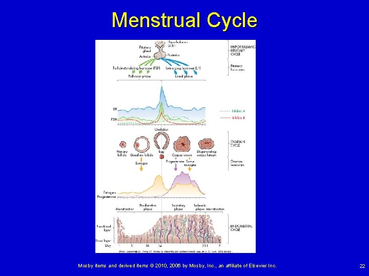 Menstrual Cycle Mosby items and derived items © 2010, 2006 by Mosby, Inc. ,