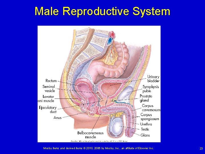 Male Reproductive System Mosby items and derived items © 2010, 2006 by Mosby, Inc.