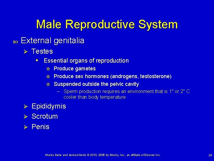 Male Reproductive System External genitalia Ø Testes • Essential organs of reproduction Produce gametes