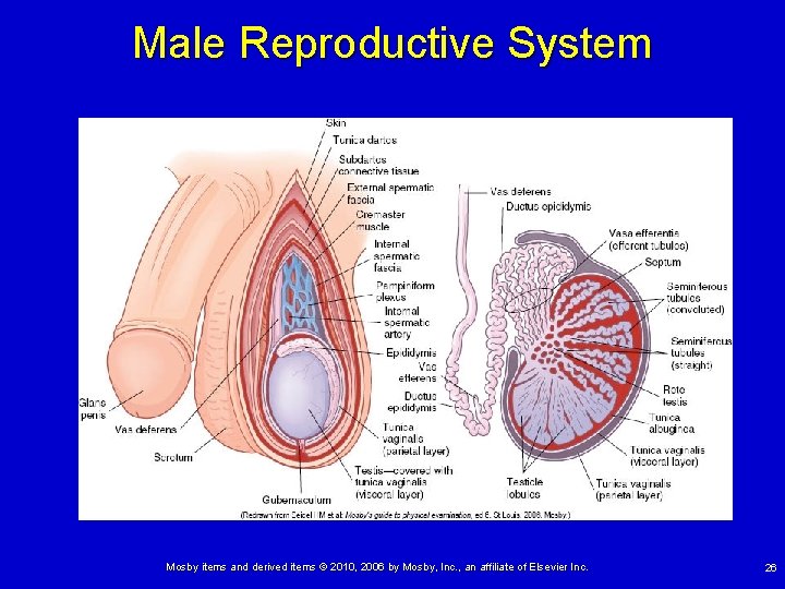 Male Reproductive System Mosby items and derived items © 2010, 2006 by Mosby, Inc.