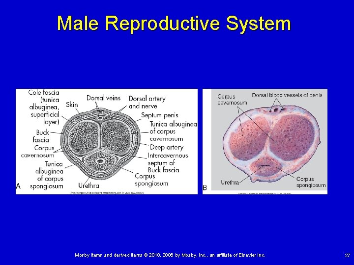 Male Reproductive System Mosby items and derived items © 2010, 2006 by Mosby, Inc.