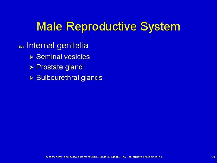 Male Reproductive System Internal genitalia Seminal vesicles Ø Prostate gland Ø Bulbourethral glands Ø