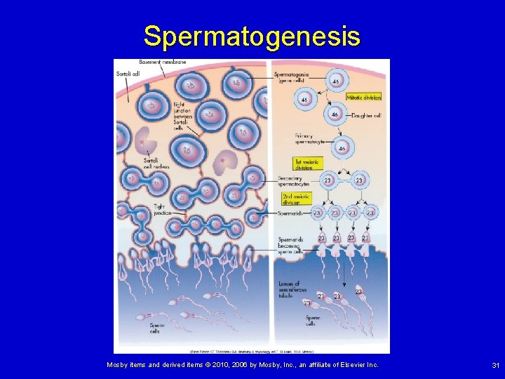 Spermatogenesis Mosby items and derived items © 2010, 2006 by Mosby, Inc. , an