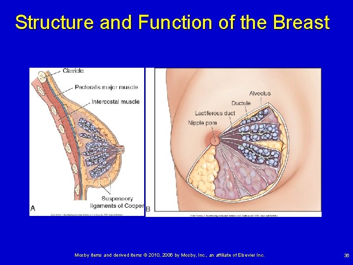 Structure and Function of the Breast Mosby items and derived items © 2010, 2006