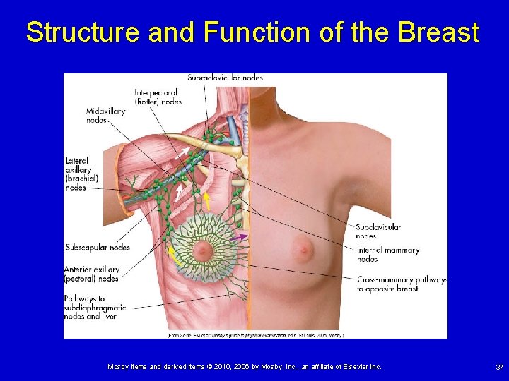 Structure and Function of the Breast Mosby items and derived items © 2010, 2006